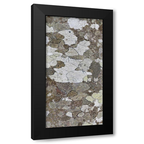 Washington, Seabeck Tree bark with lichen growth Black Modern Wood Framed Art Print by Paulson, Don