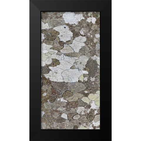 Washington, Seabeck Tree bark with lichen growth Black Modern Wood Framed Art Print by Paulson, Don