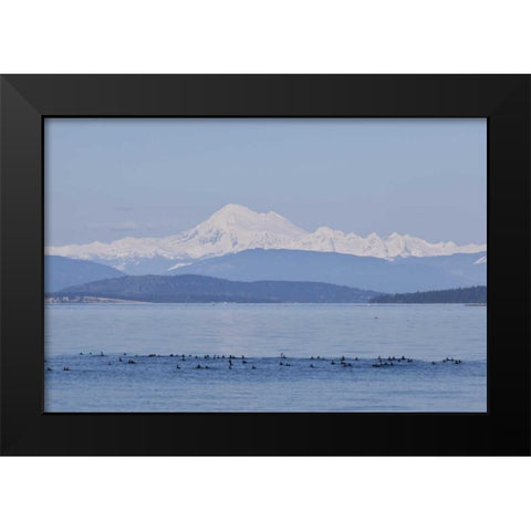 WA, San Juans Mt Baker seen from the San Juans Black Modern Wood Framed Art Print by Paulson, Don