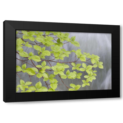 WA, Stehekin Pacific dogwood over Rainbow Creek Black Modern Wood Framed Art Print by Paulson, Don
