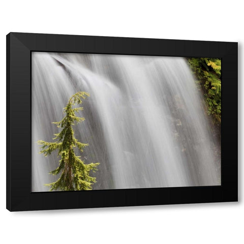 WA, Stehekin Waterfall on the Agnes Gorge Trail Black Modern Wood Framed Art Print by Paulson, Don