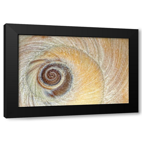 Washington, Seabeck Close-up of moon snail shell Black Modern Wood Framed Art Print with Double Matting by Paulson, Don