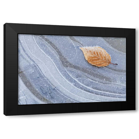 WA, Seabeck Autumn leaf on ice with frost Black Modern Wood Framed Art Print by Paulson, Don