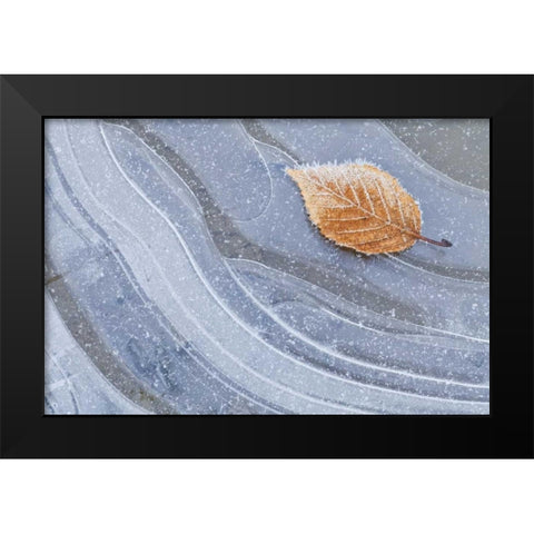 WA, Seabeck Autumn leaf on ice with frost Black Modern Wood Framed Art Print by Paulson, Don