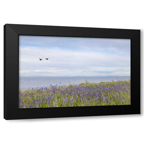 WA, San Juans Camas flowers on Patos Island Black Modern Wood Framed Art Print with Double Matting by Paulson, Don