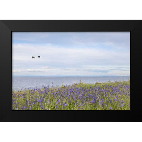 WA, San Juans Camas flowers on Patos Island Black Modern Wood Framed Art Print by Paulson, Don