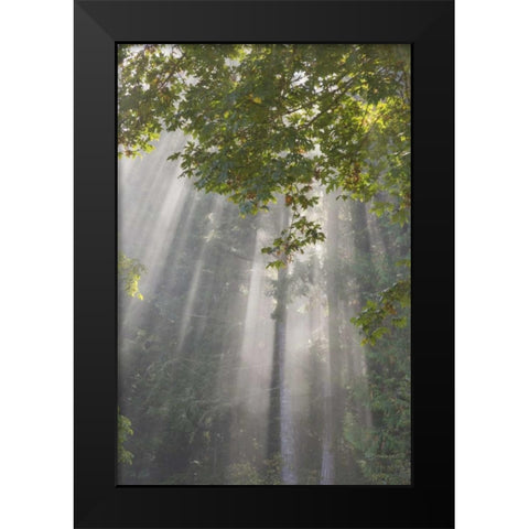 WA, Seabeck Morning sun through foggy trees Black Modern Wood Framed Art Print by Paulson, Don