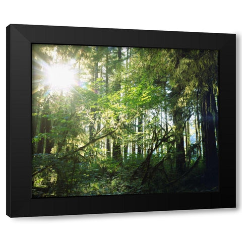 WA, Olympic NP Moss growing from trees Black Modern Wood Framed Art Print with Double Matting by Talbot Frank, Christopher