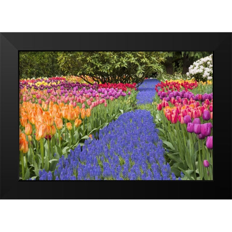 WA, Garden with tulips and blue grape hyacinth Black Modern Wood Framed Art Print by Shimlock, Jones