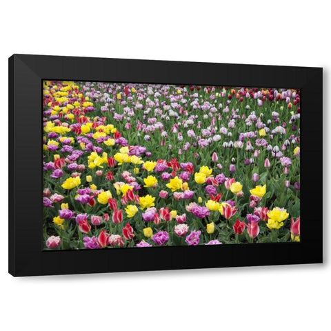 USA, Washington Field of blooming tulips Black Modern Wood Framed Art Print with Double Matting by Shimlock, Jones