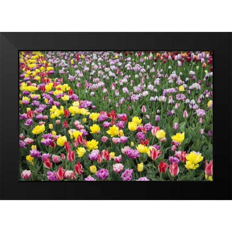 USA, Washington Field of blooming tulips Black Modern Wood Framed Art Print by Shimlock, Jones
