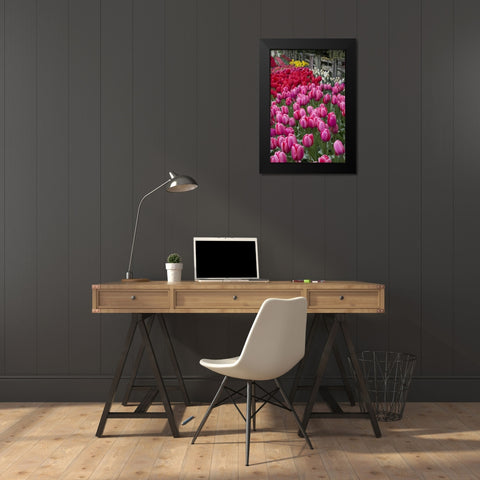 Washington Blooming tulips next to wooden fence Black Modern Wood Framed Art Print by Shimlock, Jones