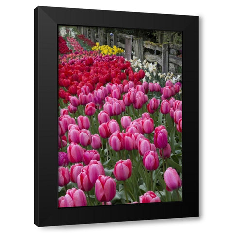 Washington Blooming tulips next to wooden fence Black Modern Wood Framed Art Print with Double Matting by Shimlock, Jones