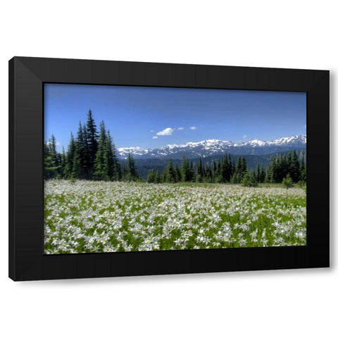 WA, Olympia NP High-altitude lilies in bloom Black Modern Wood Framed Art Print by Shimlock, Jones