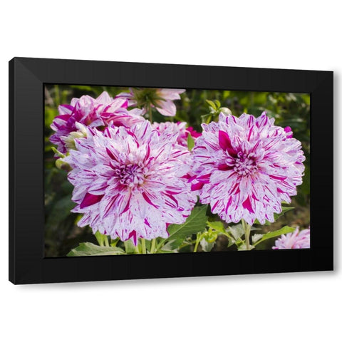 USA, Washington Dahlia flowers in garden Black Modern Wood Framed Art Print with Double Matting by Shimlock, Jones