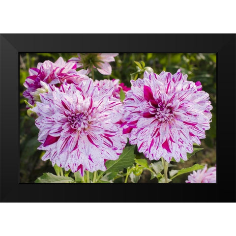 USA, Washington Dahlia flowers in garden Black Modern Wood Framed Art Print by Shimlock, Jones