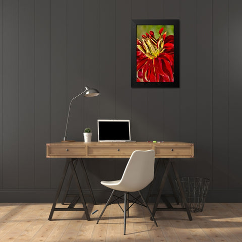 USA, Washington Detail of dahlia flower Black Modern Wood Framed Art Print by Shimlock, Jones