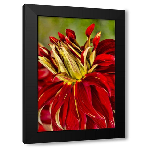 USA, Washington Detail of dahlia flower Black Modern Wood Framed Art Print by Shimlock, Jones