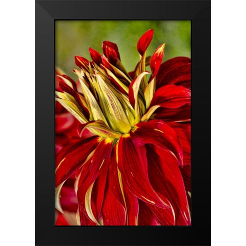 USA, Washington Detail of dahlia flower Black Modern Wood Framed Art Print by Shimlock, Jones