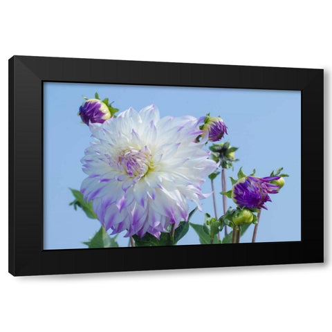 Washington Detail of dahlia flowers against sky Black Modern Wood Framed Art Print with Double Matting by Shimlock, Jones