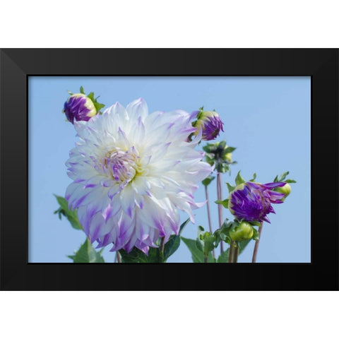 Washington Detail of dahlia flowers against sky Black Modern Wood Framed Art Print by Shimlock, Jones