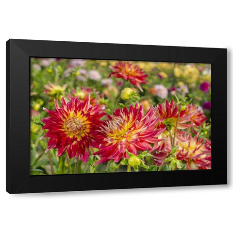 USA, Washington Dahlia flowers in garden Black Modern Wood Framed Art Print with Double Matting by Shimlock, Jones