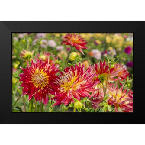USA, Washington Dahlia flowers in garden Black Modern Wood Framed Art Print by Shimlock, Jones