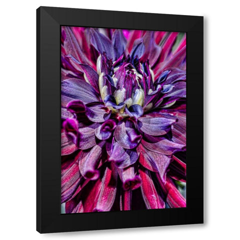 USA, Washington Detail of dahlia flower Black Modern Wood Framed Art Print by Shimlock, Jones
