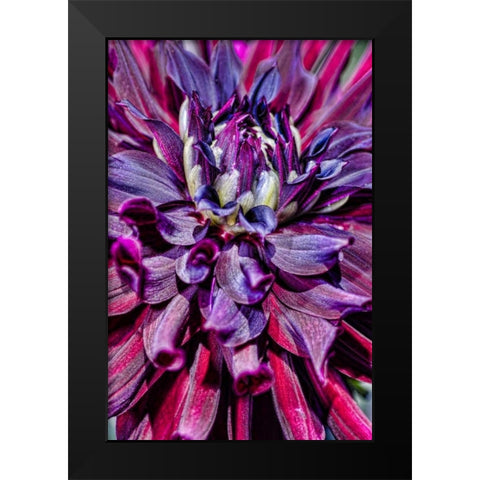USA, Washington Detail of dahlia flower Black Modern Wood Framed Art Print by Shimlock, Jones
