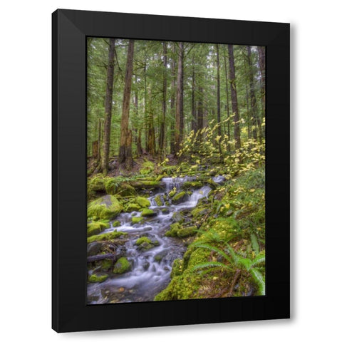 USA, Washington Cascading stream in Olympia NP Black Modern Wood Framed Art Print by Shimlock, Jones