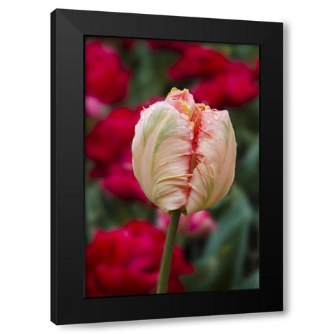 USA, Washington Tulip bud begins to open Black Modern Wood Framed Art Print with Double Matting by Shimlock, Jones