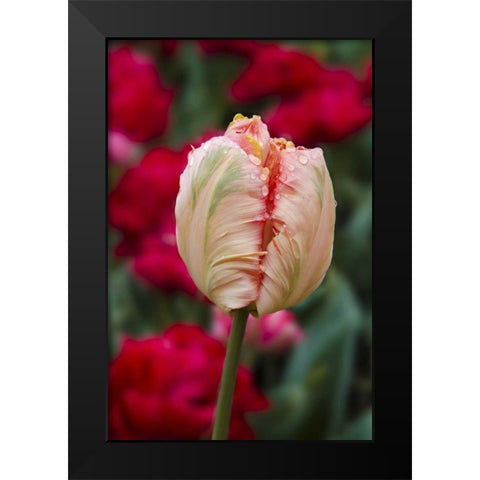 USA, Washington Tulip bud begins to open Black Modern Wood Framed Art Print by Shimlock, Jones