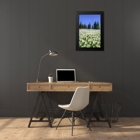 WA, Olympia NP High-altitude lilies in bloom Black Modern Wood Framed Art Print by Shimlock, Jones