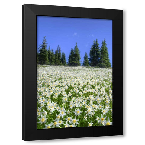 WA, Olympia NP High-altitude lilies in bloom Black Modern Wood Framed Art Print by Shimlock, Jones