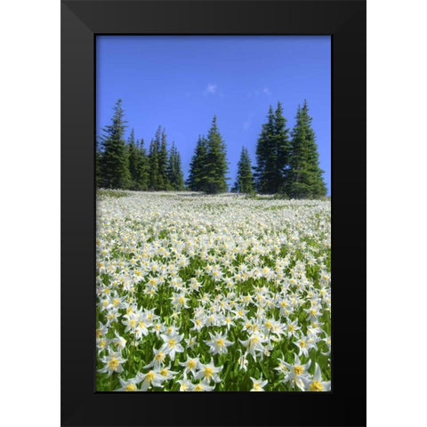 WA, Olympia NP High-altitude lilies in bloom Black Modern Wood Framed Art Print by Shimlock, Jones