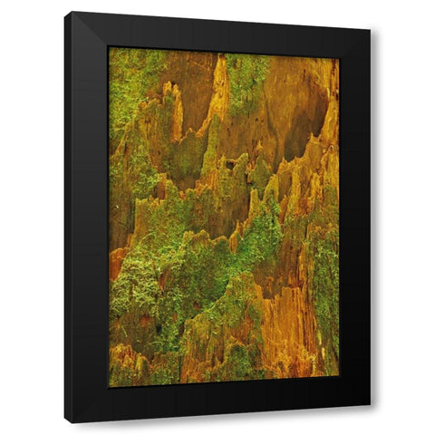 Washington, Olympic NP Hemlock bark with moss Black Modern Wood Framed Art Print by Bush, Marie