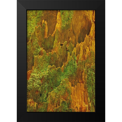 Washington, Olympic NP Hemlock bark with moss Black Modern Wood Framed Art Print by Bush, Marie
