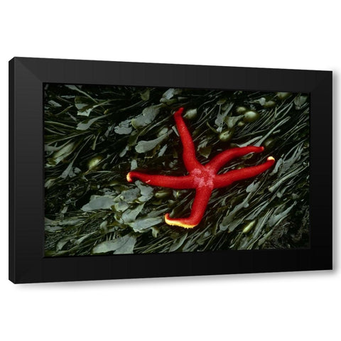 WA, Tongue Point Sea star and kelp in tide pool Black Modern Wood Framed Art Print by Bush, Marie
