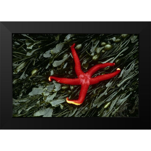 WA, Tongue Point Sea star and kelp in tide pool Black Modern Wood Framed Art Print by Bush, Marie