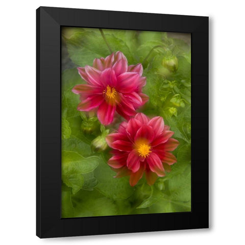 USA, Washington, Whidbey Island Dahlia montage Black Modern Wood Framed Art Print by Bush, Marie