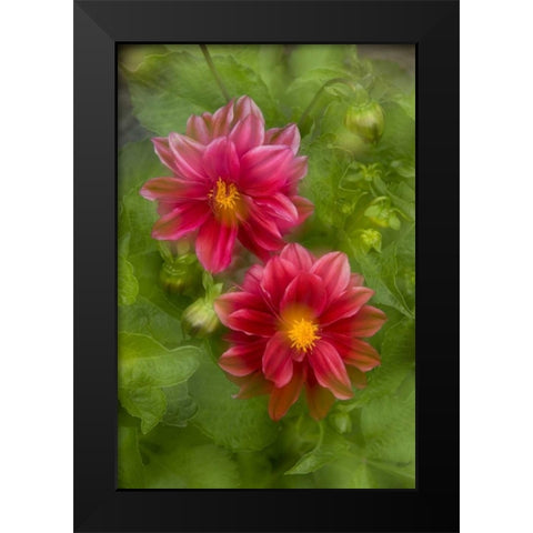 USA, Washington, Whidbey Island Dahlia montage Black Modern Wood Framed Art Print by Bush, Marie