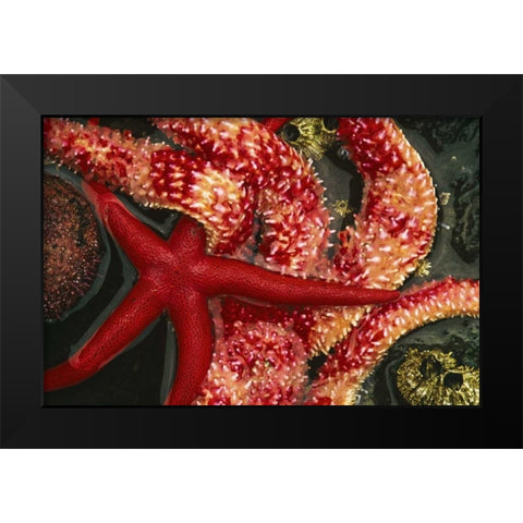 WA, Tongue Point Seastars in tide pool Black Modern Wood Framed Art Print by Bush, Marie