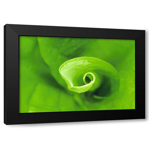 WA, Olympic NP Unfurling skunk cabbage leaf Black Modern Wood Framed Art Print by Bush, Marie