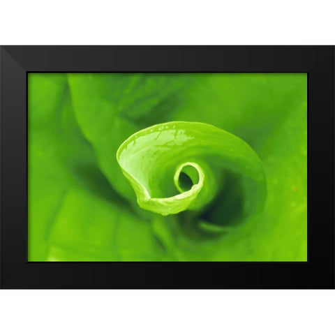 WA, Olympic NP Unfurling skunk cabbage leaf Black Modern Wood Framed Art Print by Bush, Marie
