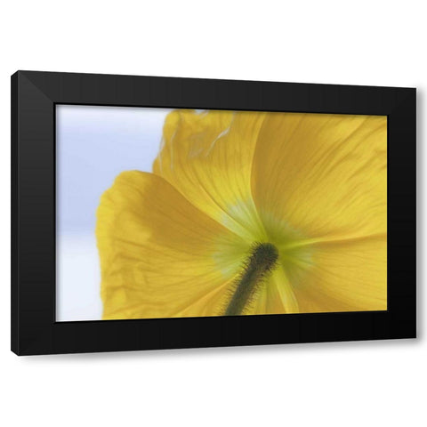 Washington, Seabeck Underside of poppy flower Black Modern Wood Framed Art Print with Double Matting by Paulson, Don