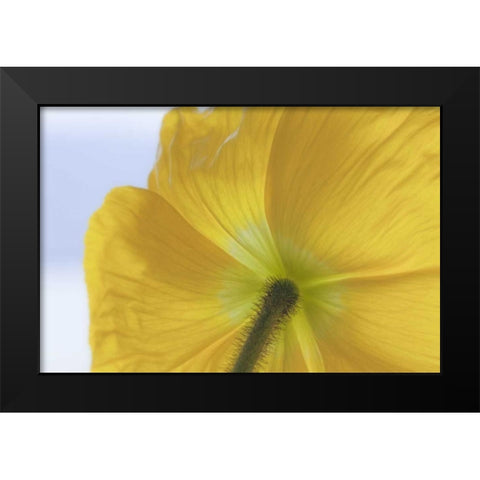 Washington, Seabeck Underside of poppy flower Black Modern Wood Framed Art Print by Paulson, Don