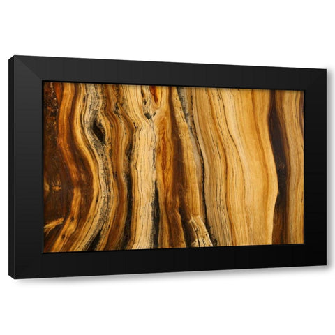CA, White Mts Wilderness Bristlecone pine wood Black Modern Wood Framed Art Print with Double Matting by Paulson, Don
