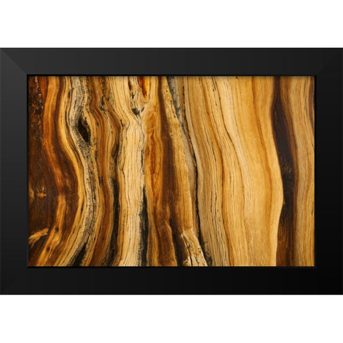 CA, White Mts Wilderness Bristlecone pine wood Black Modern Wood Framed Art Print by Paulson, Don