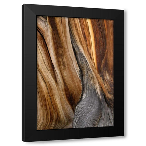 CA, White Mts Wilderness Bristlecone pine wood Black Modern Wood Framed Art Print with Double Matting by Paulson, Don