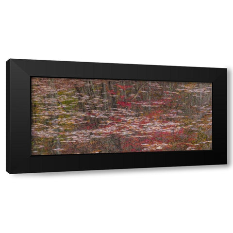 TN Fall reflections in Fall Creek Lake Black Modern Wood Framed Art Print by Paulson, Don